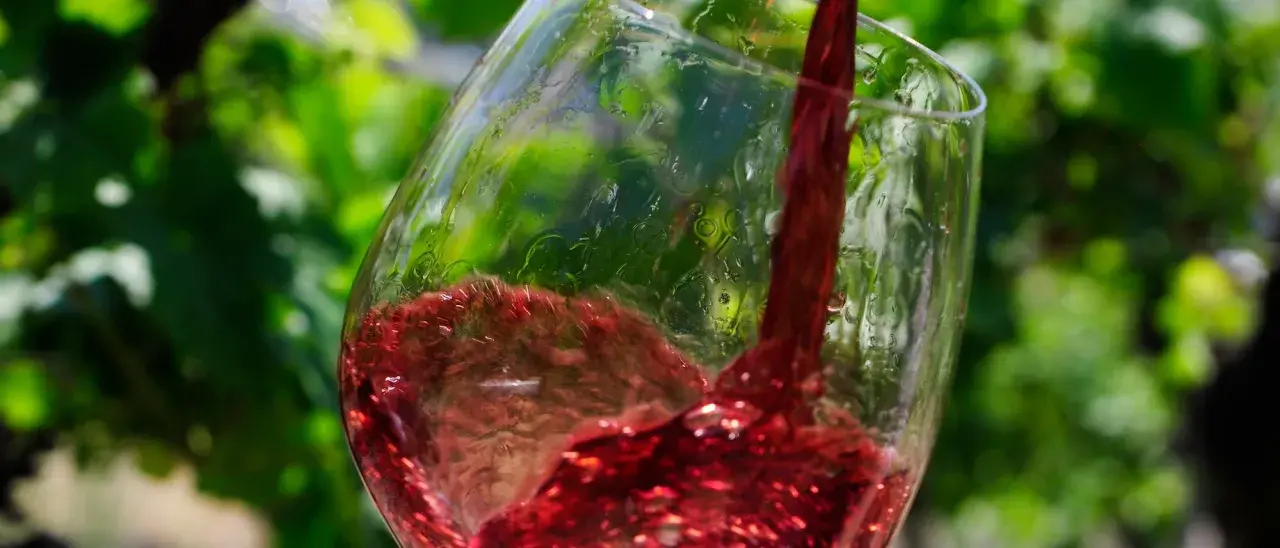 Roter Wein, was ist Pinot Noir? Ein Glas wird mit tiefrotem Wein gefüllt, der im Sonnenlicht glänzt. Grüne Weinblätter im Hintergrund.