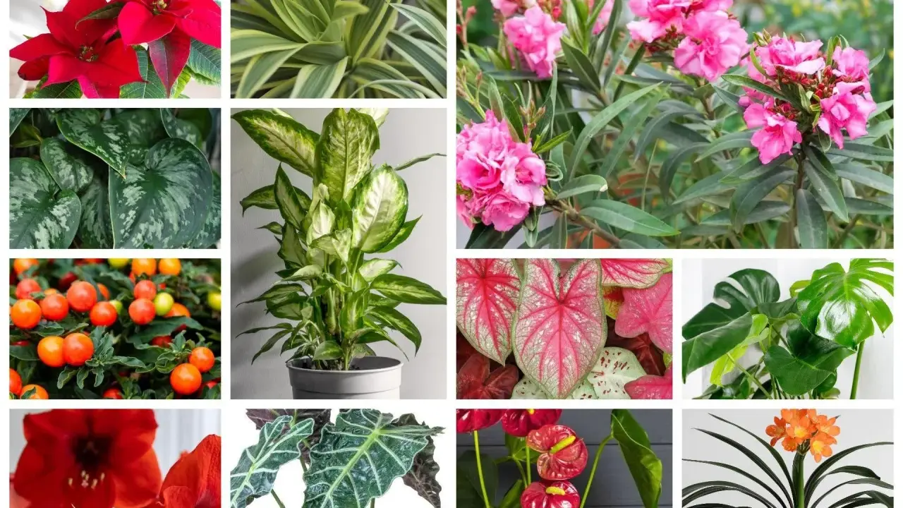 Kolorowe, ale trujące rośliny w ogrodzie: wilczomlecz, oleander, difenbachia, kaladium, monstera, anturium, amarylis, klivia, poinsecja, szlumbergera.