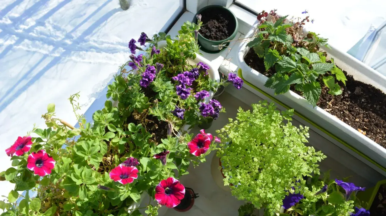 Blommor i krukor på en balkong utan tak. Solen lyser på snö utanför.