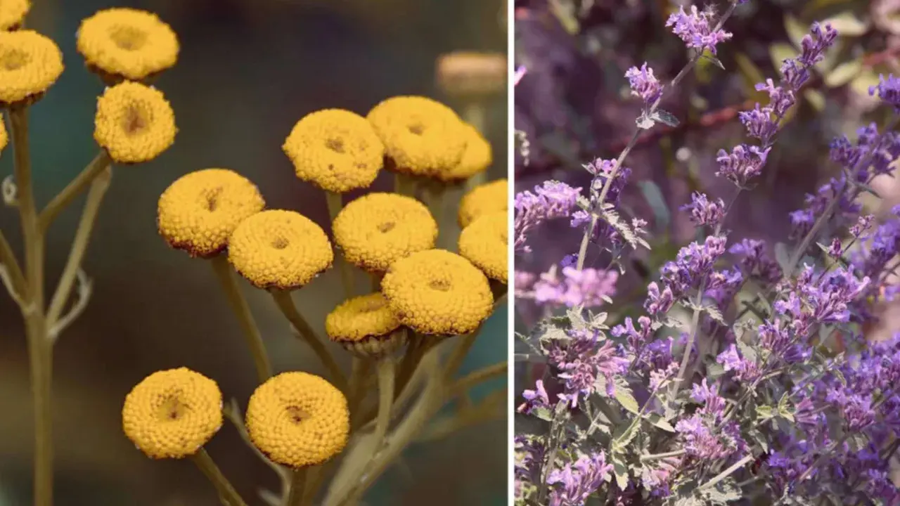 Gelbe Blüten (wahrscheinlich Rainfarn) und lila Blüten (wahrscheinlich Katzenminze) – welche Pflanzen vertreiben Zecken?