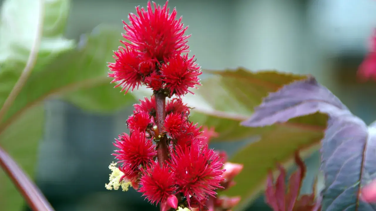 Grappe de fleurs rouges vives, ressemblant à un tourteau de ricin gamm vert, sur fond flou de feuilles vertes et pourpres.
