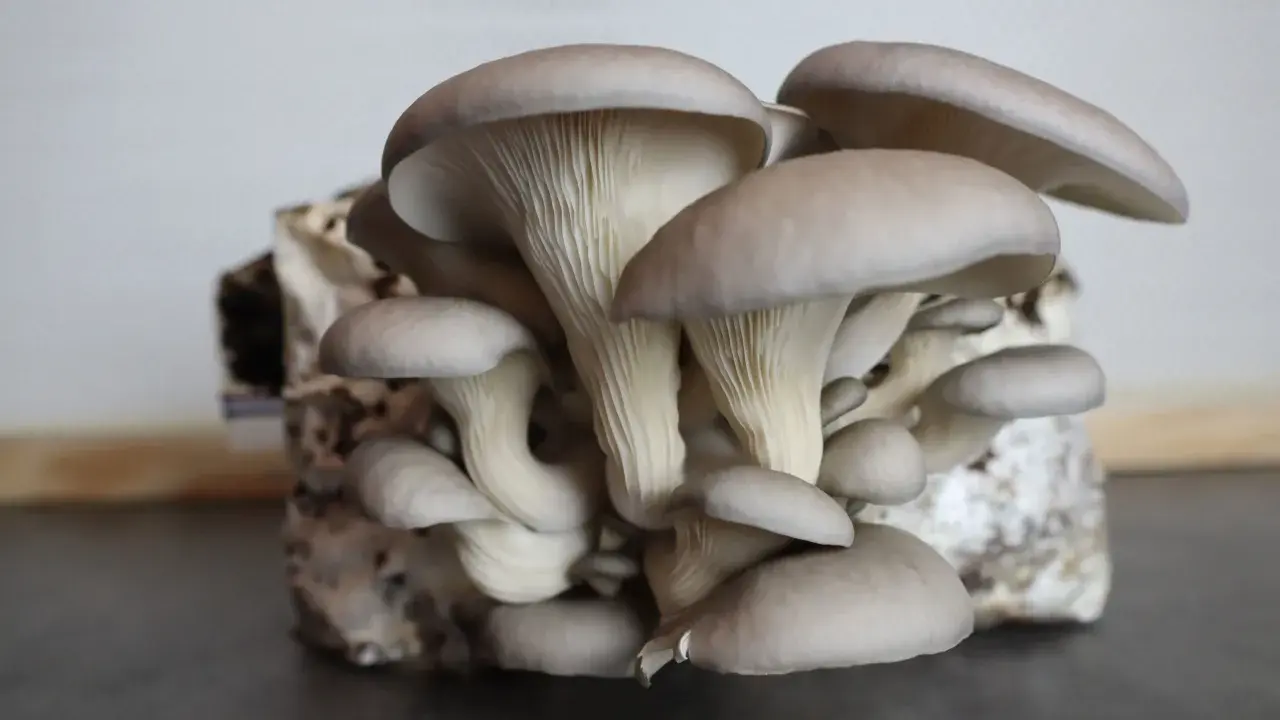 Gros plan sur une culture de pleurotes gris, prêts à être récoltés. Leurs chapeaux délicats et leurs lamelles blanches sont bien visibles.