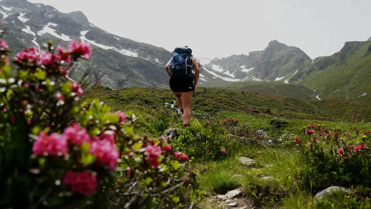 Kobieta z plecakiem idzie szlakiem wśród kwitnących rododendronów. W tle góry z resztkami śniegu. Sprawdź, jakie warunki na szlakach w Tatrach!