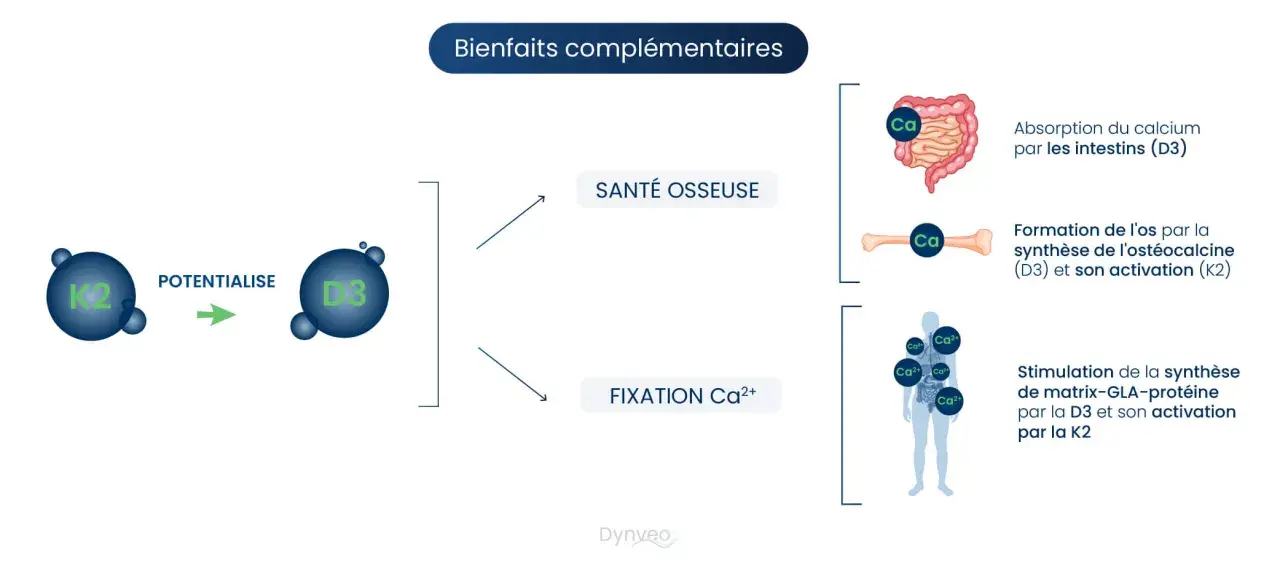 La vitamine K2 potentialise la D3 pour la santé osseuse : absorption du calcium, formation de l'os et fixation du calcium.