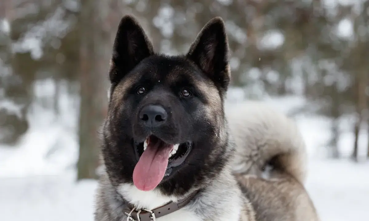 Akita amerykańska waga: potężny pies z ciemną maską i puszystym ogonem, wesoło dyszy na tle zimowego lasu.