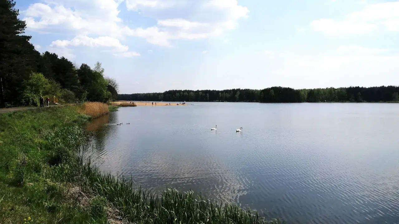 Spokojny zbiornik zielona woda, dwa łabędzie pływają, na brzegu las i plaża z ludźmi.