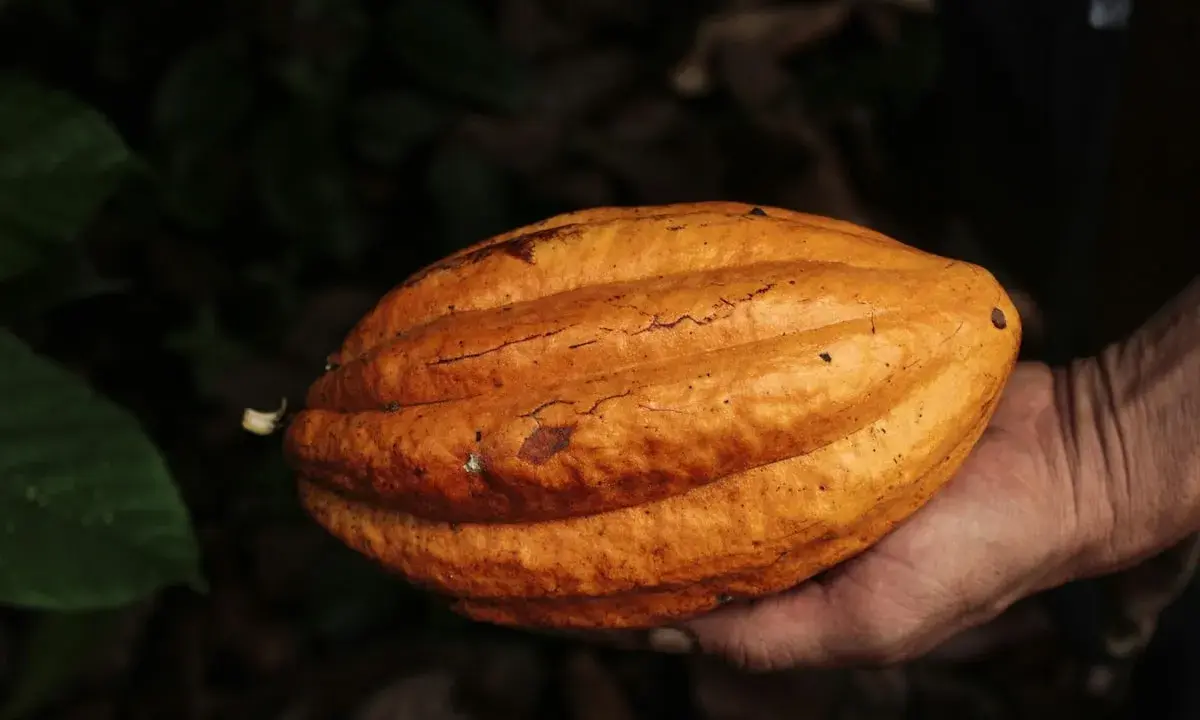 Eine Hand hält eine reife Kakaofrucht. Die Frucht ist orange-braun und hat eine gerippte Oberfläche. Die Rohkakao Wirkung ist faszinierend.