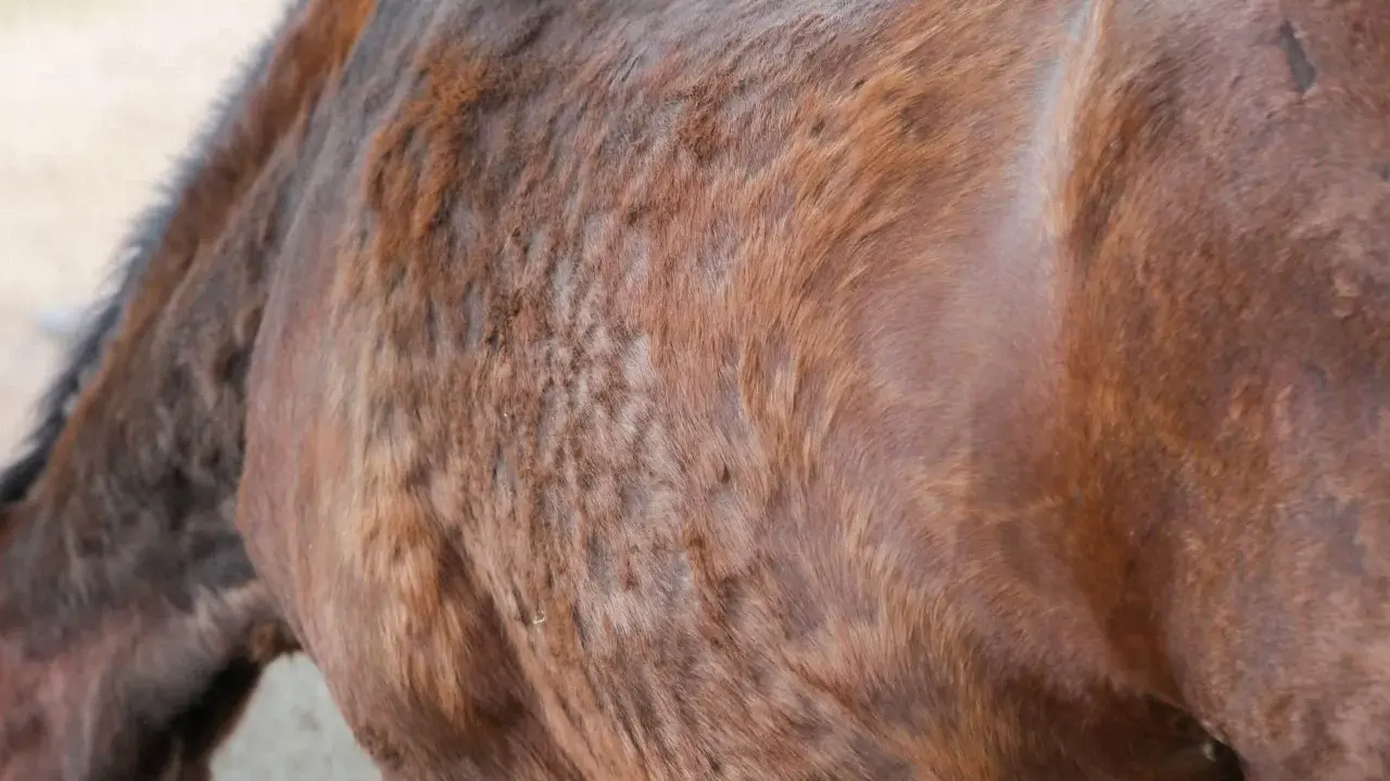 Das Fell eines braunen Pferdes mit Cushing-Symptomen, das struppig und ungleichmäßig aussieht. Dies kann ein Hinweis darauf sein, woran Cushing-Pferde sterben.