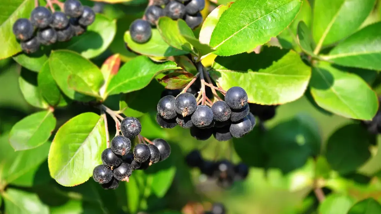 Reife Aroniabeeren hängen an einem Strauch. Bald ist Zeit zum Aronia schneiden, um den Ertrag im nächsten Jahr zu sichern.