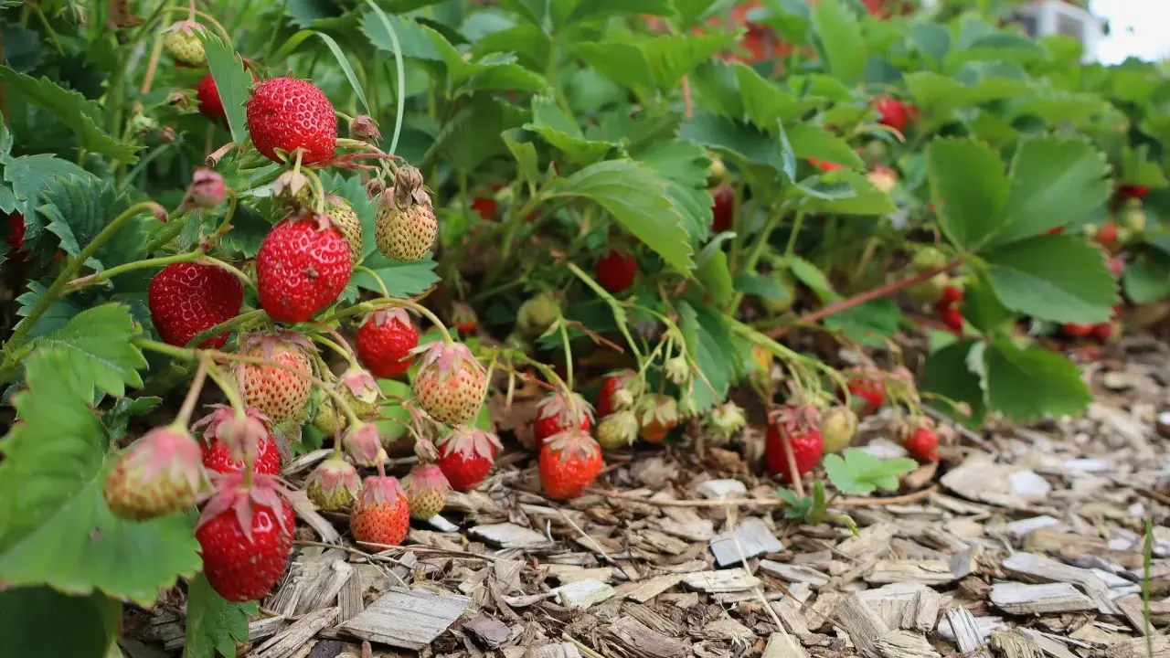 Röda och gröna jordgubbar hänger från frodiga plantor. Det är enkelt att odla jordgubbar i kruka och få en härlig skörd.