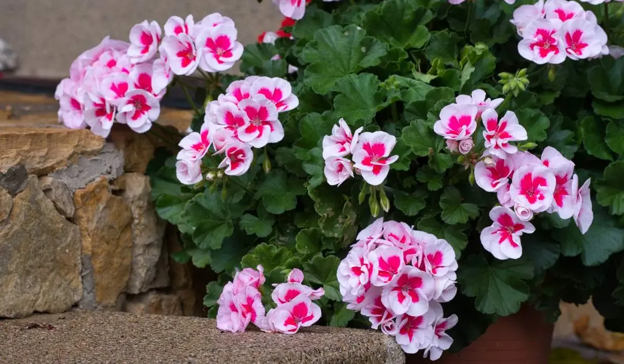 Pelargonie w doniczce, kwitnące na różowo i biało, rosnące w żyznej ziemi do pelargonii.