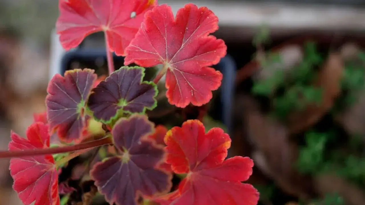 Närbild på gammaldags pelargoner med djupröda och mörklila blad. Vackra bladnerver syns tydligt.