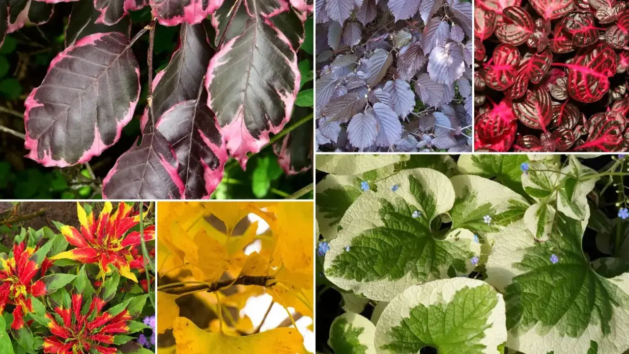Piękne liście ozdobne do ogrodu wieloletnie: purpurowe, różowo-zielone, żółte i pstrokate.