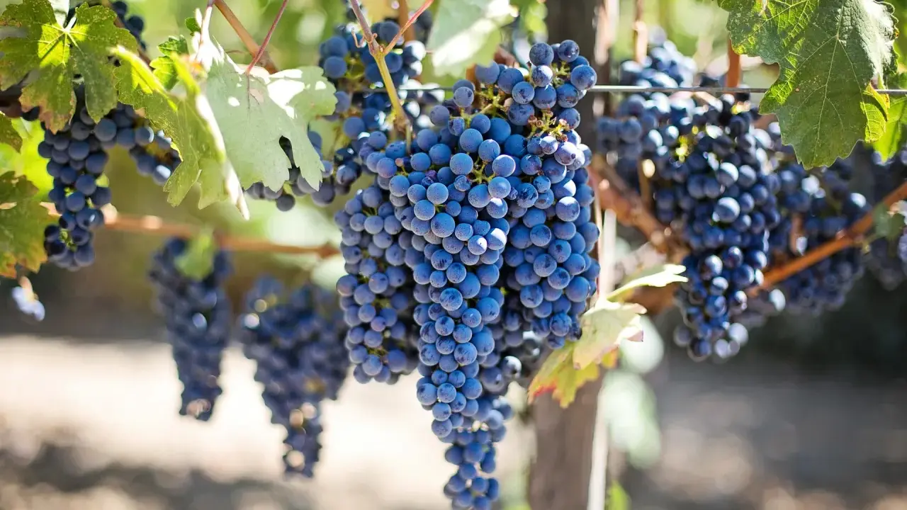 Reife, dunkelblaue Trauben hängen an einem Rebstock. Diese rotwein rebsorten sind bereit für die Ernte.