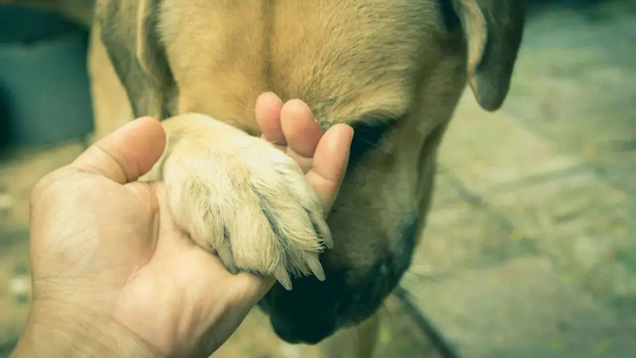 Une main tient la patte d'un chien. Mon chien ne pose plus sa patte avant par terre, il semble triste.