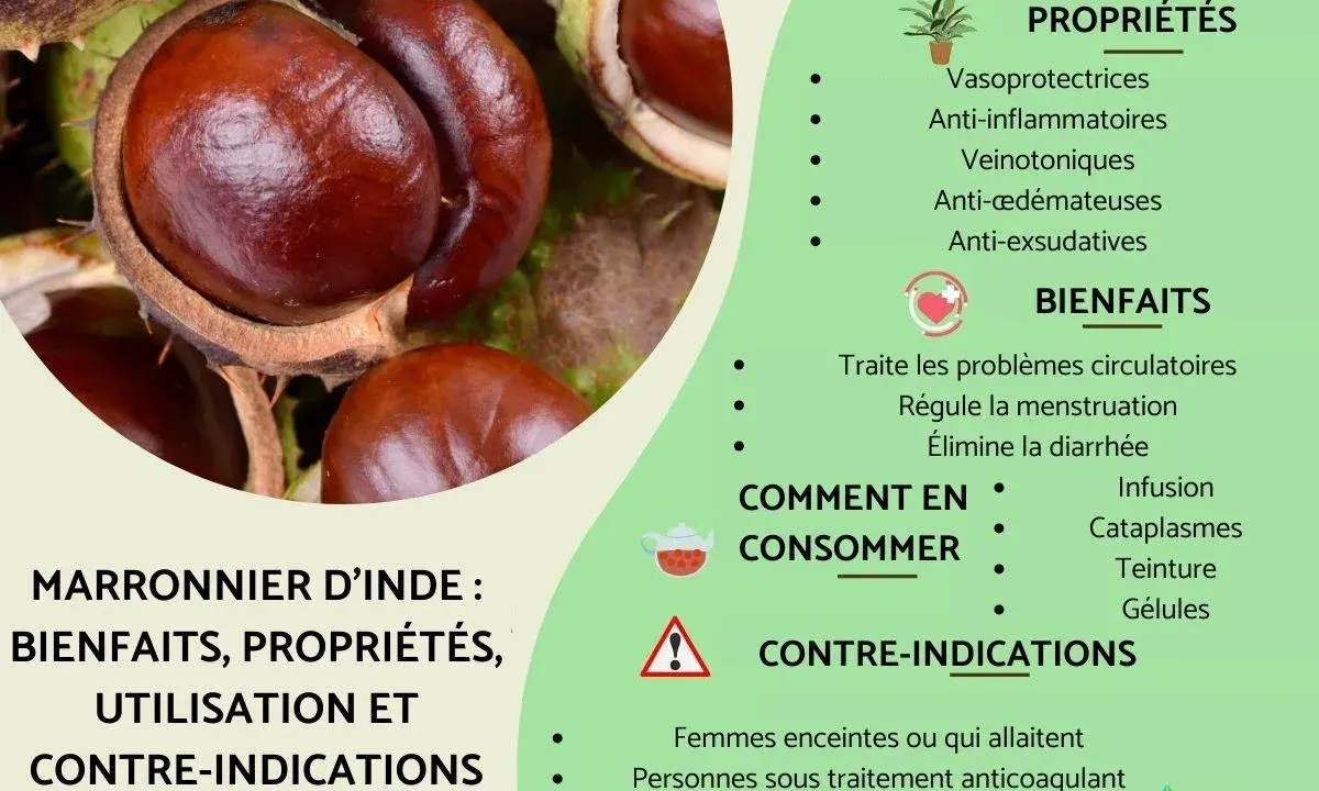 Gros plans sur des marrons d'Inde, évoquant les nombreux bienfaits du marronnier d'Inde pour la circulation et la santé.