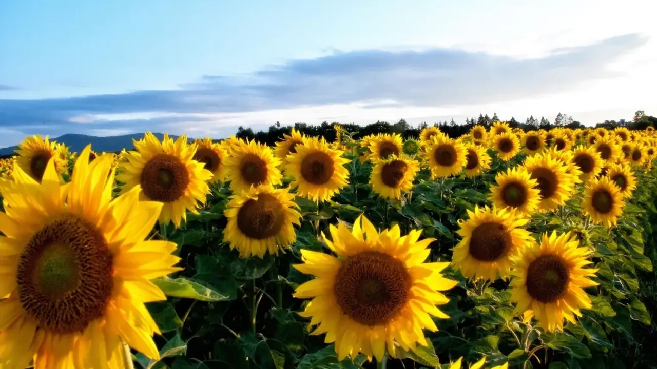 Champ de tournesols éclatants sous un ciel bleu. La date semis tournesol idéale pour une telle floraison.