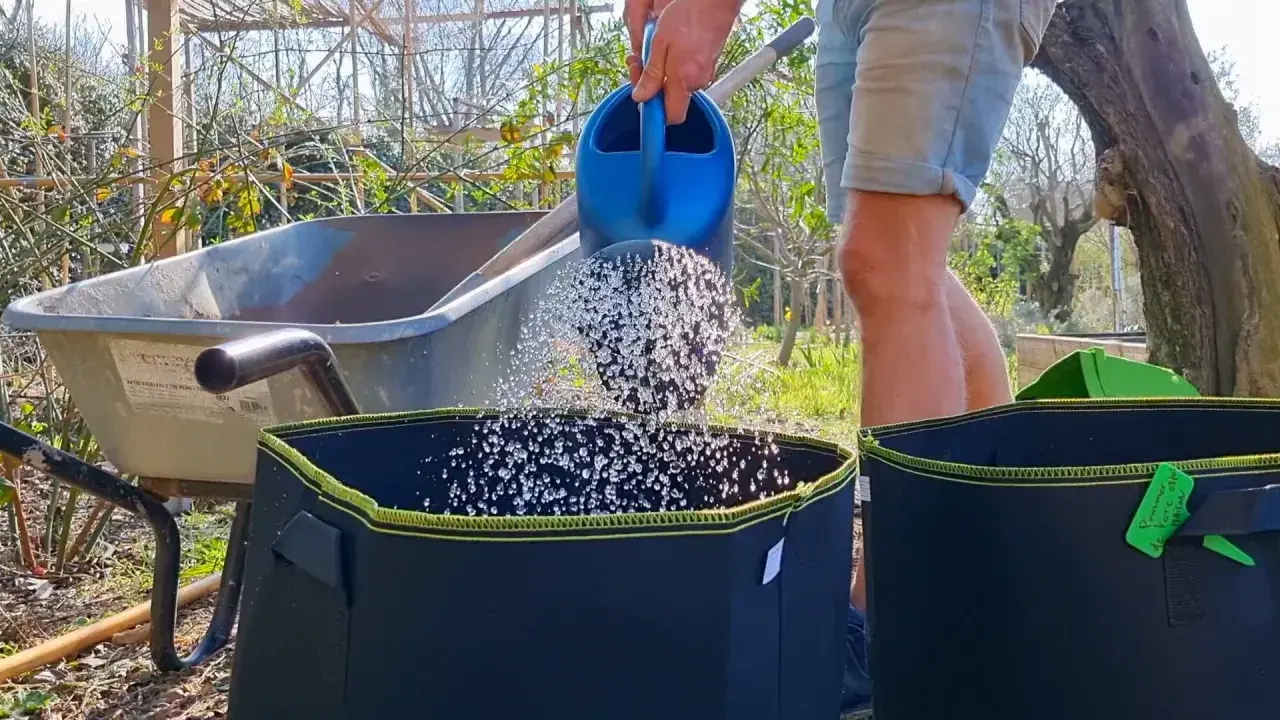 Arrosage d'un sac de culture pour faire pousser des pommes de terre dans une poubelle.
