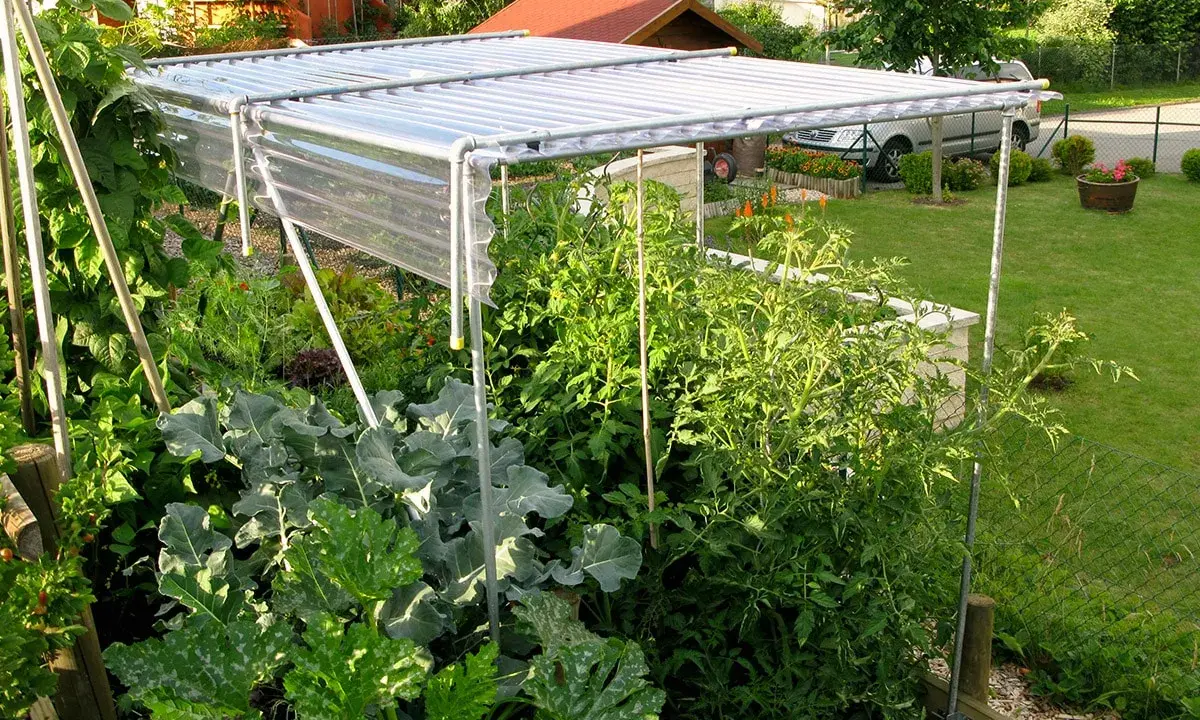 Structure simple pour comment fabriquer toit pour tomates, protégeant les plants des intempéries.
