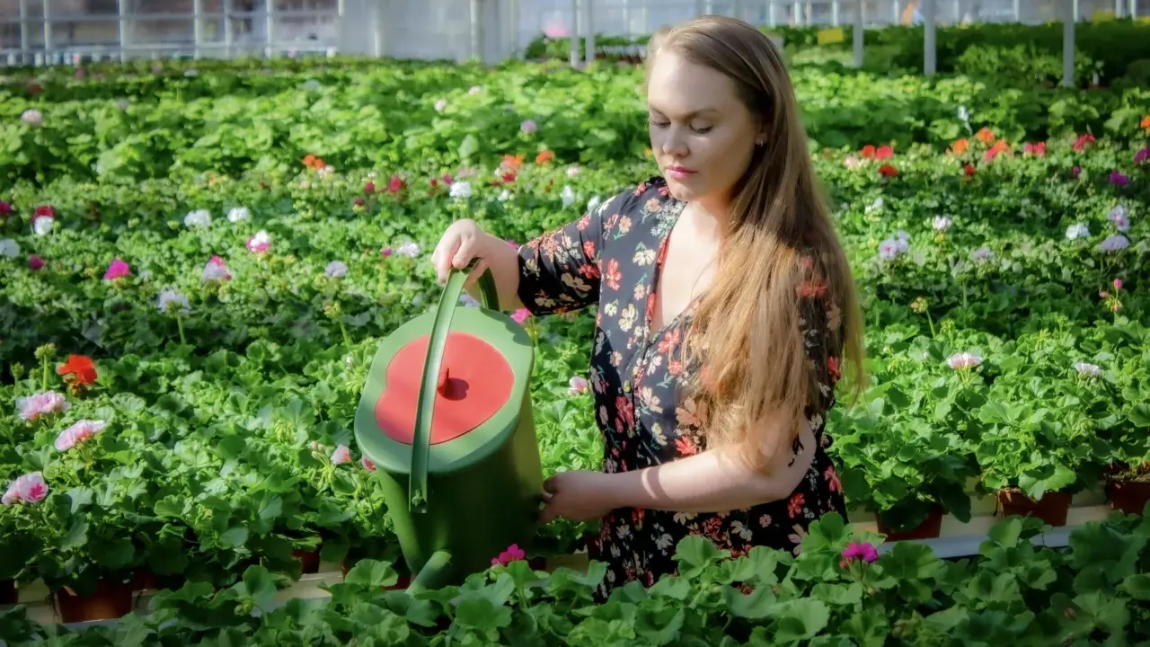 Kvinna vattnar blommor i växthus. Hur ofta ska man ge guldvatten?