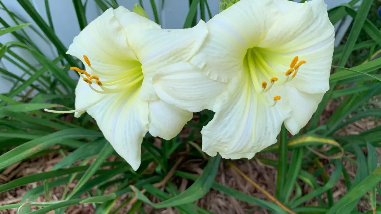Deux hémérocalles blanches en pleine floraison, leurs étamines orangées contrastant avec le vert des feuilles.