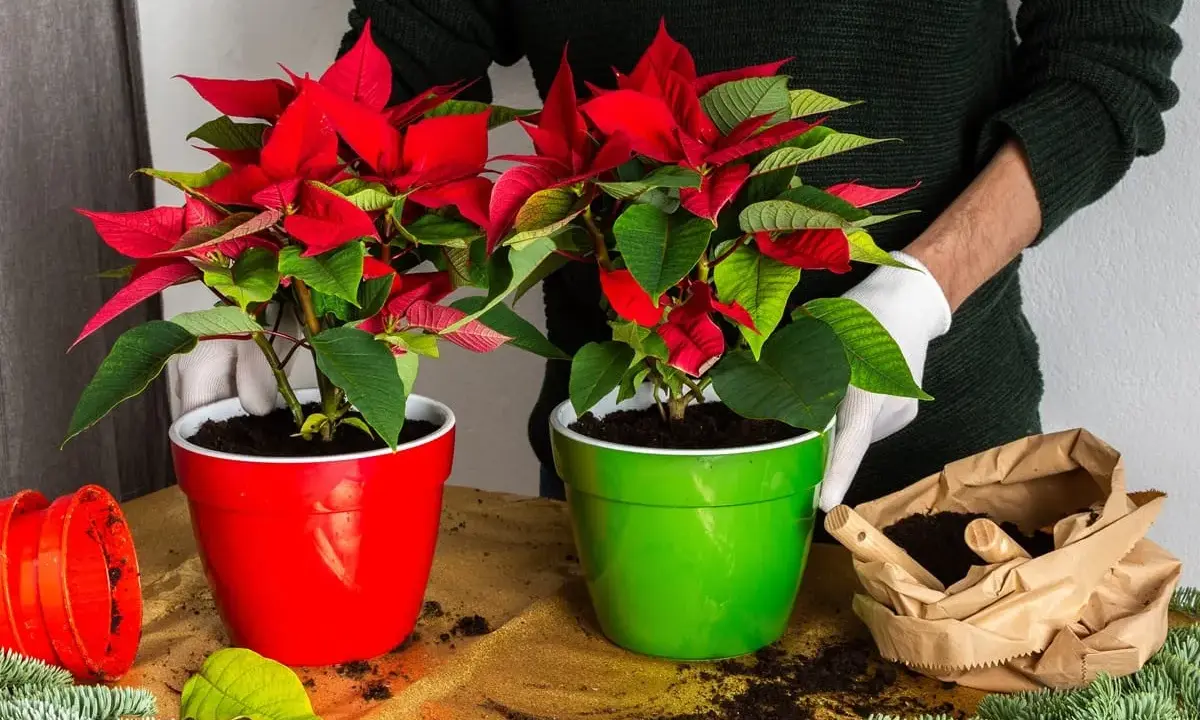Deux poinsettias aux feuilles rouge vif et vertes, dans des pots rouge et vert. Préparation pour la plantation, avec terre et branches de sapin.