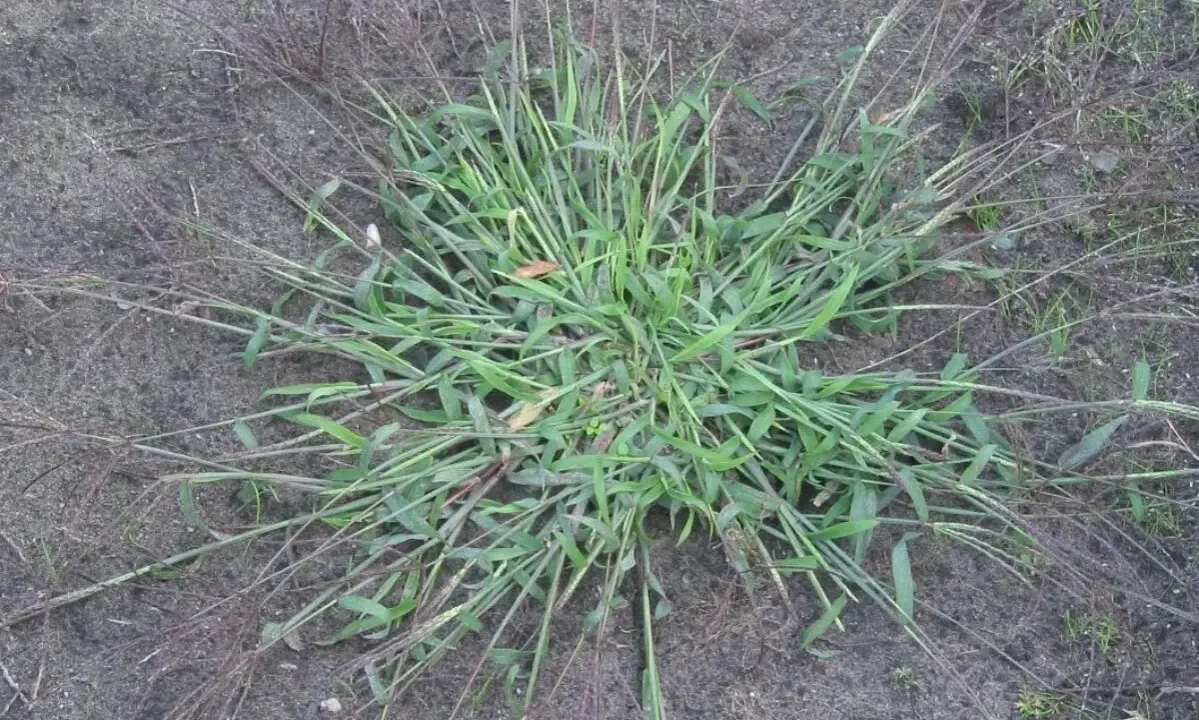 A clump of crabgrass spreads across bare soil. This resilient weed thrives in disturbed areas, explaining why crab grass grows so readily.
