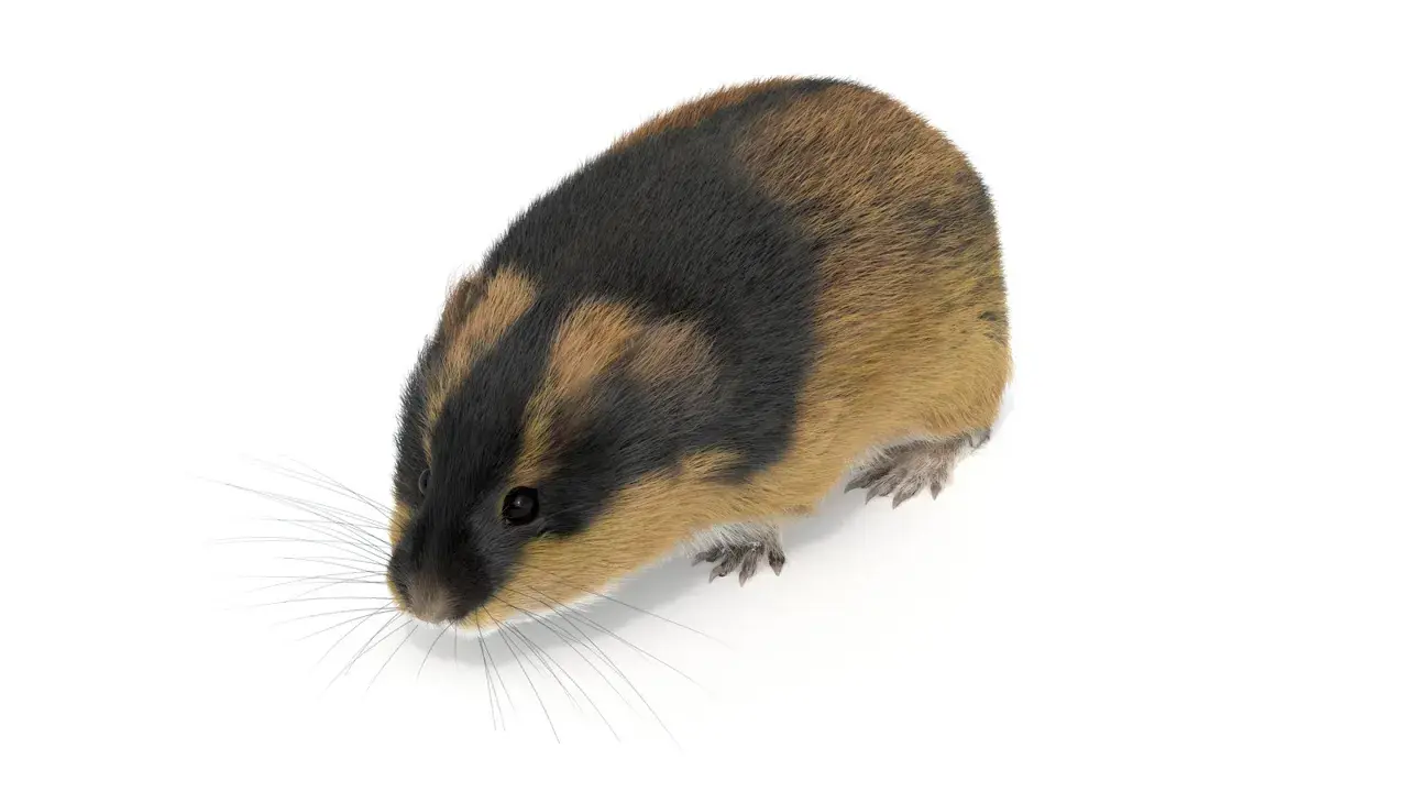 En lemming svenska med mörk och ljusbrun päls, med långa morrhår, tittar framåt.