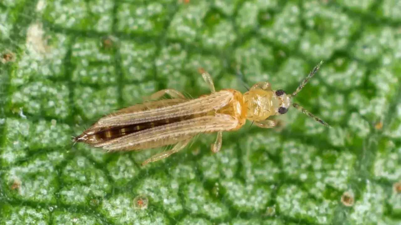 En närbild av en ljusbrun trips på ett grönt blad. Denna insekt kan kräva thrips treatment för att skydda växter.
