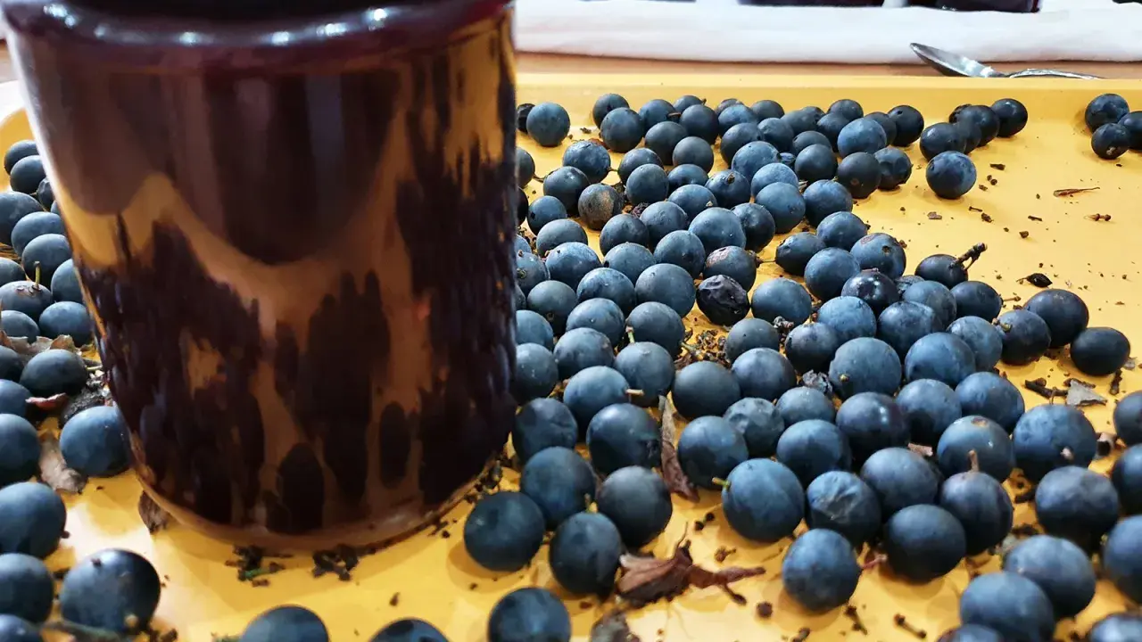 Ein Glas mit dunkler schlehen marmelade steht neben frischen Schlehen.