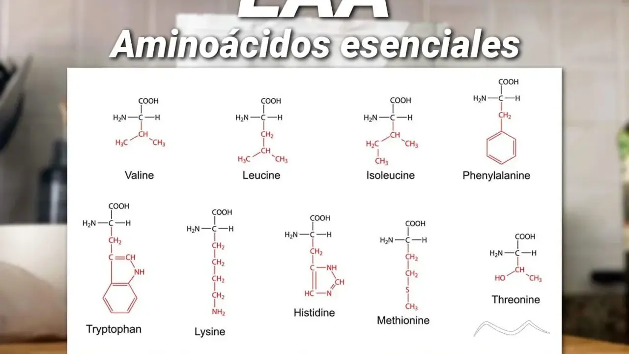 Fórmulas químicas de aminoácidos esenciales como Valina, Leucina, Fenilalanina, Triptófano, Lisina, Histidina, Metionina y Treonina. Aprende como tomar aminoacidos.