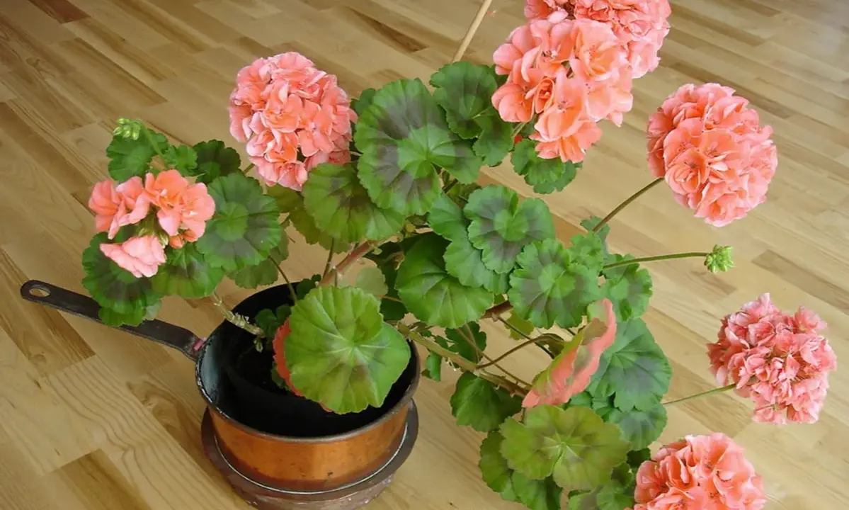 En vacker pelargon med rosa blommor i en kopparkastrull. Dags att klippa ner pelargoner på våren för ny tillväxt.