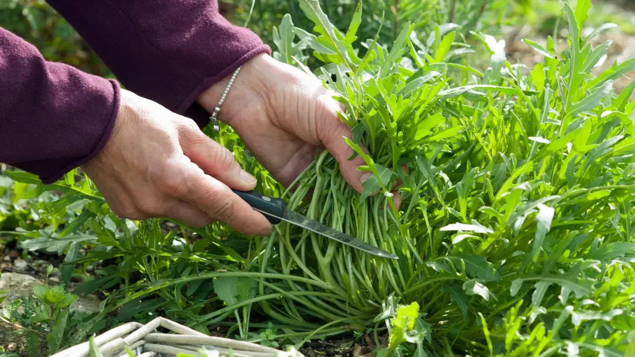 Hände ernten frischen Rucola mit einem Messer. Ein Korb liegt bereit.