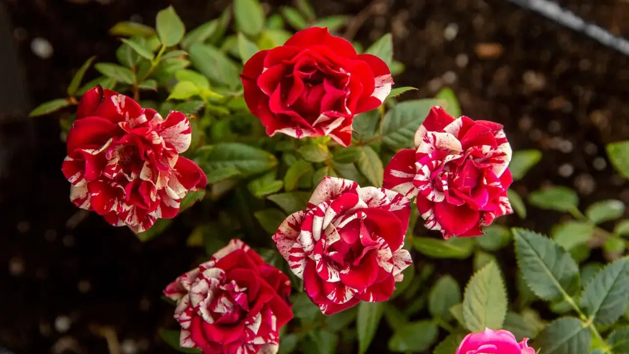 Striped red and white mini roses blooming. Proper mini roses care ensures vibrant blooms like these.