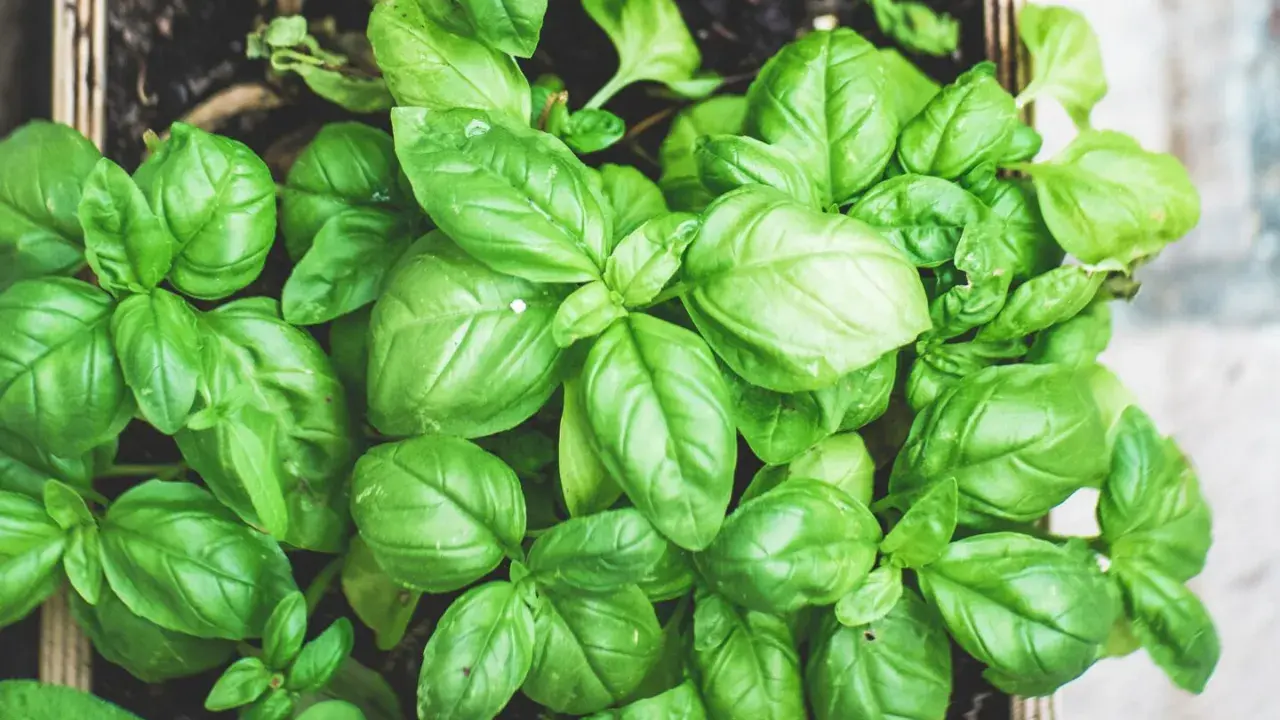 Świeża bazylia w skrzynce, idealna przyprawa do pesto, sosów i sałatek. Jej aromat wzbogaci każde danie.