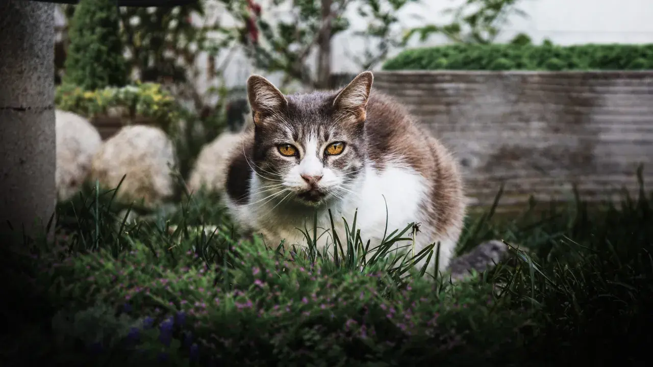 Un chat tigré et blanc aux yeux ambrés, assis dans l'herbe. Il semble observer, peut-être une idée de comment éloigner les chats du jardin.