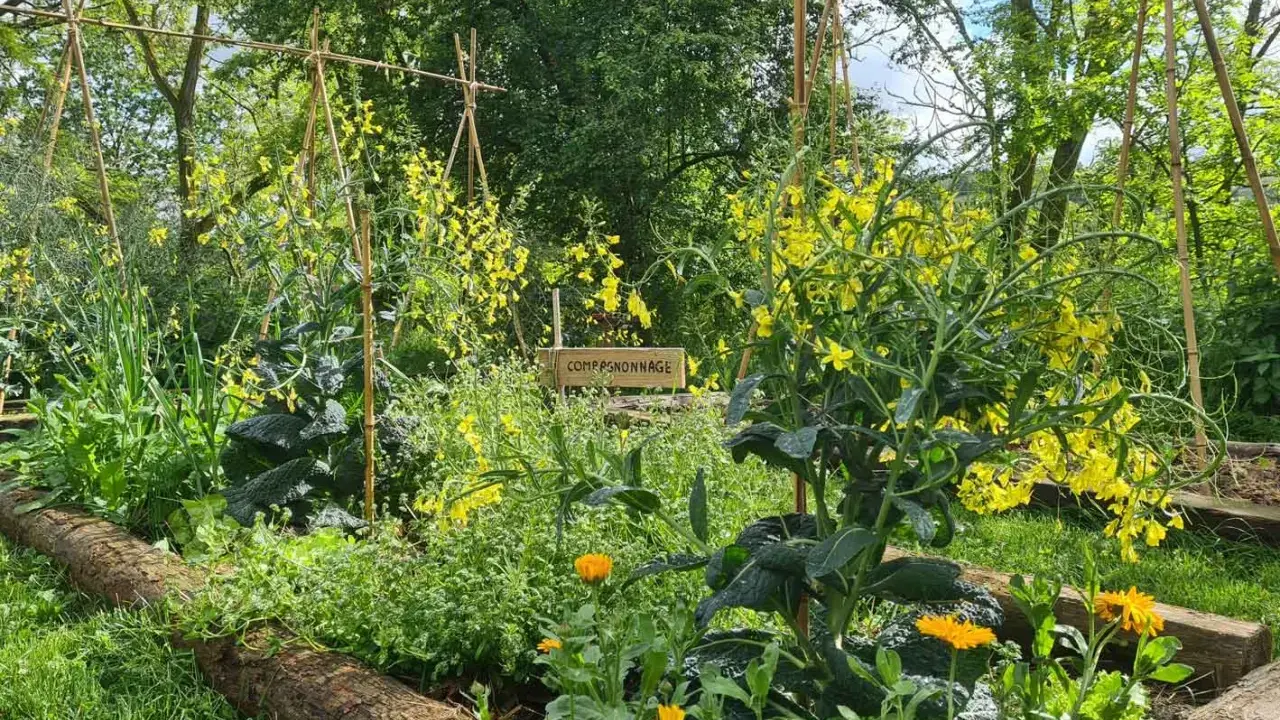 Un jardin potager luxuriant avec des fleurs jaunes éclatantes et des légumes verts. Une pancarte indique "Compagnonnage", suggérant une culture harmonieuse.
