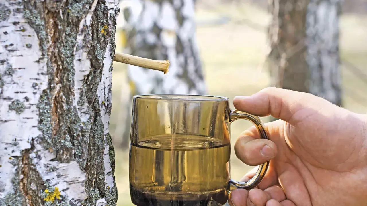 Frisch gezapftes Birkenwasser tropft in eine Tasse. Die natürliche Birkenwasser Wirkung ist bekannt für ihre erfrischenden und belebenden Eigenschaften.