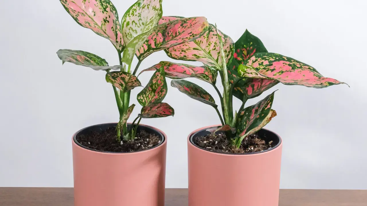 Dwa piękne kwiaty aglaonema w różowych doniczkach, z liśćmi w odcieniach zieleni i różu, stoją na drewnianym blacie.