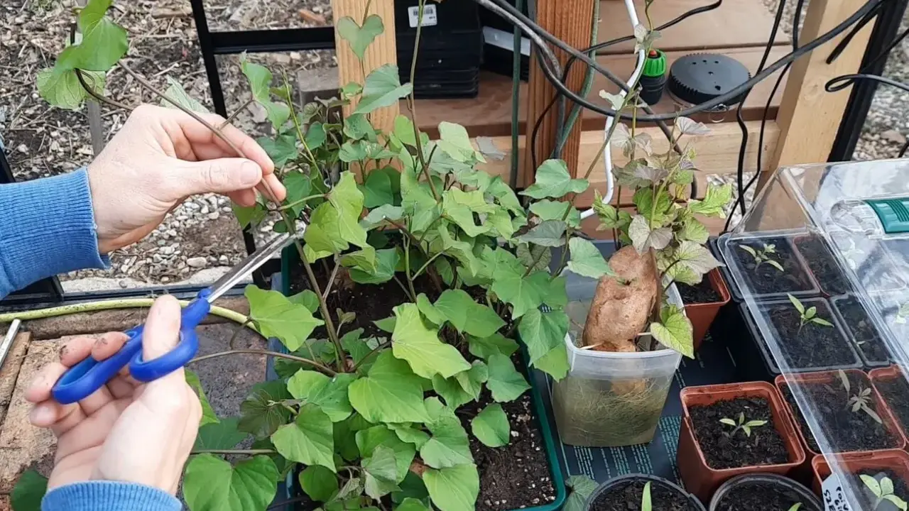 Des mains coupent une tige d'un plant de patate douce luxuriant. Une patate douce est en train de germer dans un pot à côté.
