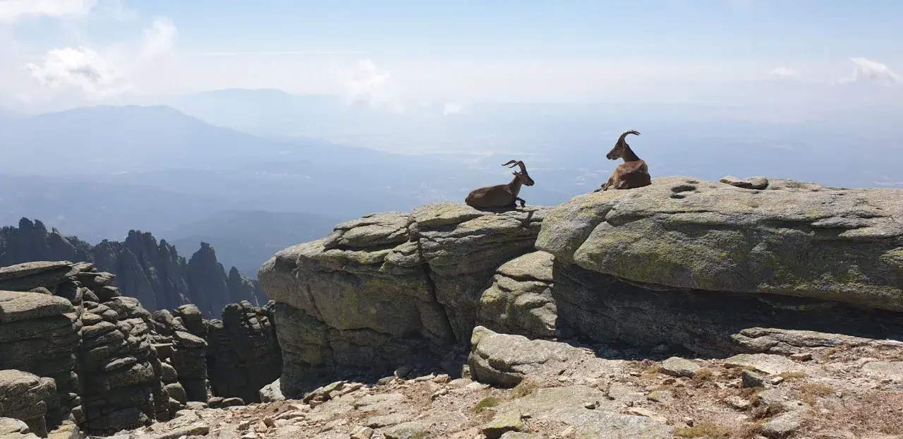Dos cabras montesas descansan en las rocas, contemplando el vasto paisaje de las rutas sierra de Gredos.