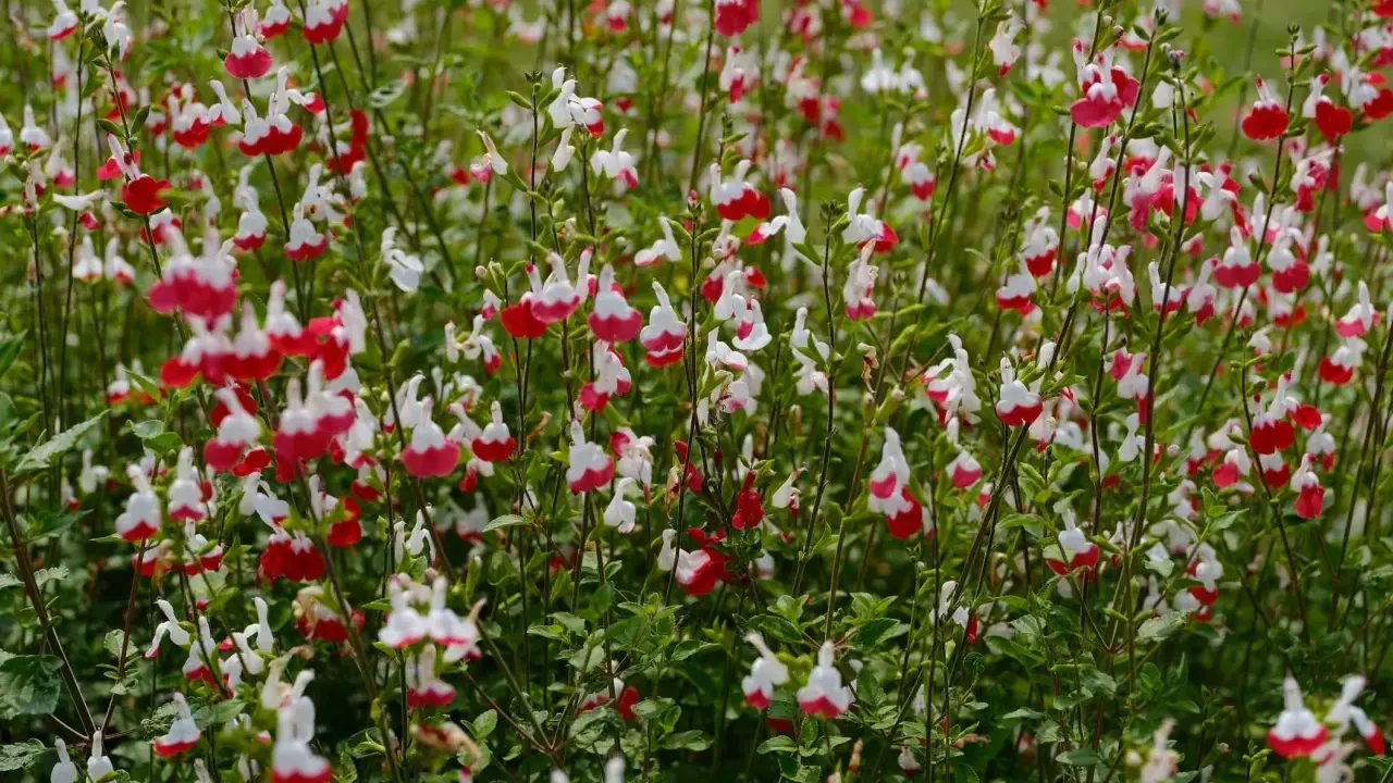 Un parterre de sauge arbustive aux fleurs bicolores rouge et blanc, évoquant une douce brise d'été.