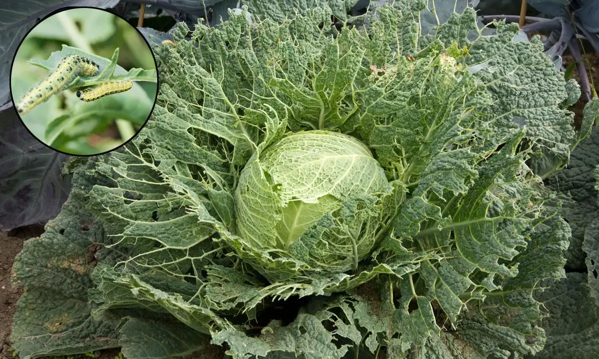 Chou dévoré par des chenilles, illustrant la maladie des choux. Gros plan sur les feuilles trouées et les insectes.