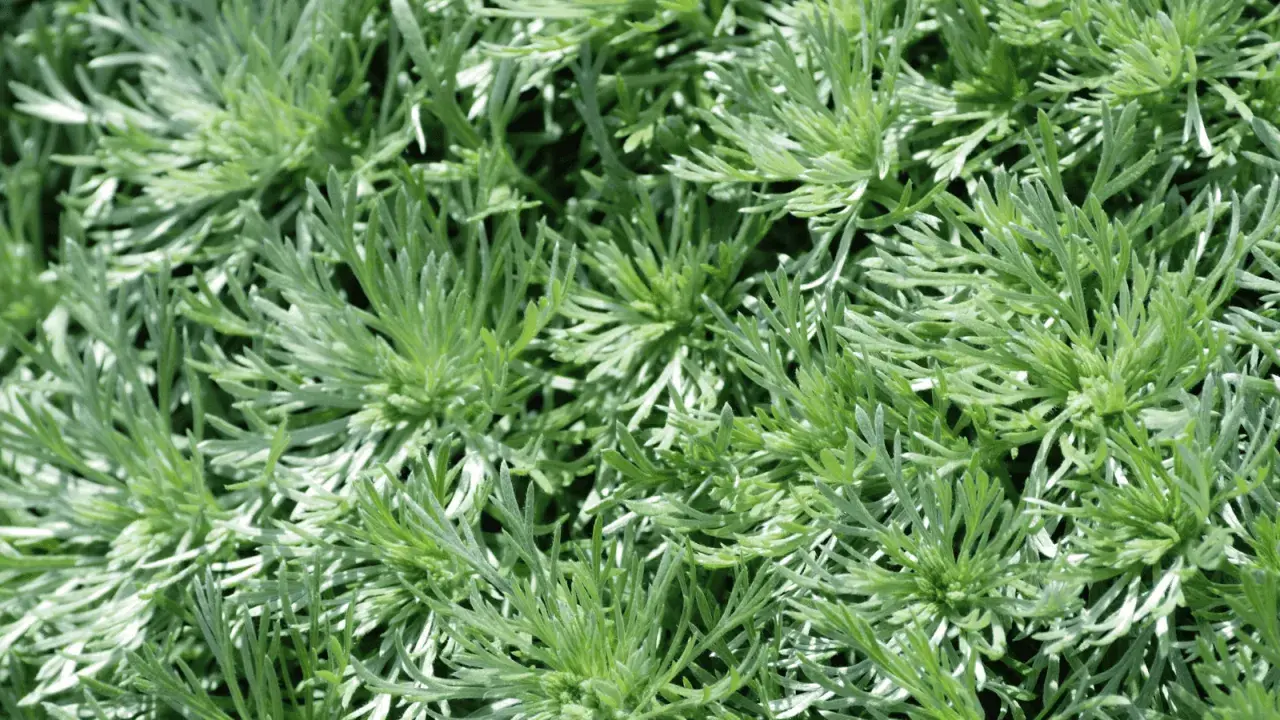 Szarozielony chwast? Bylica pospolita: Jak raz na zawsze usunąć z ogrodu?