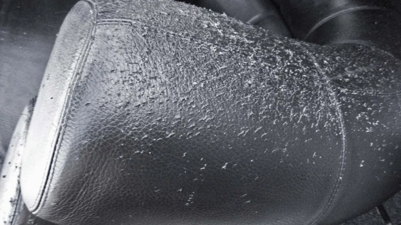 Canapé en cuir noir abîmé par des griffures de chat. Des fils blancs ressortent du cuir, témoignant des dégâts.