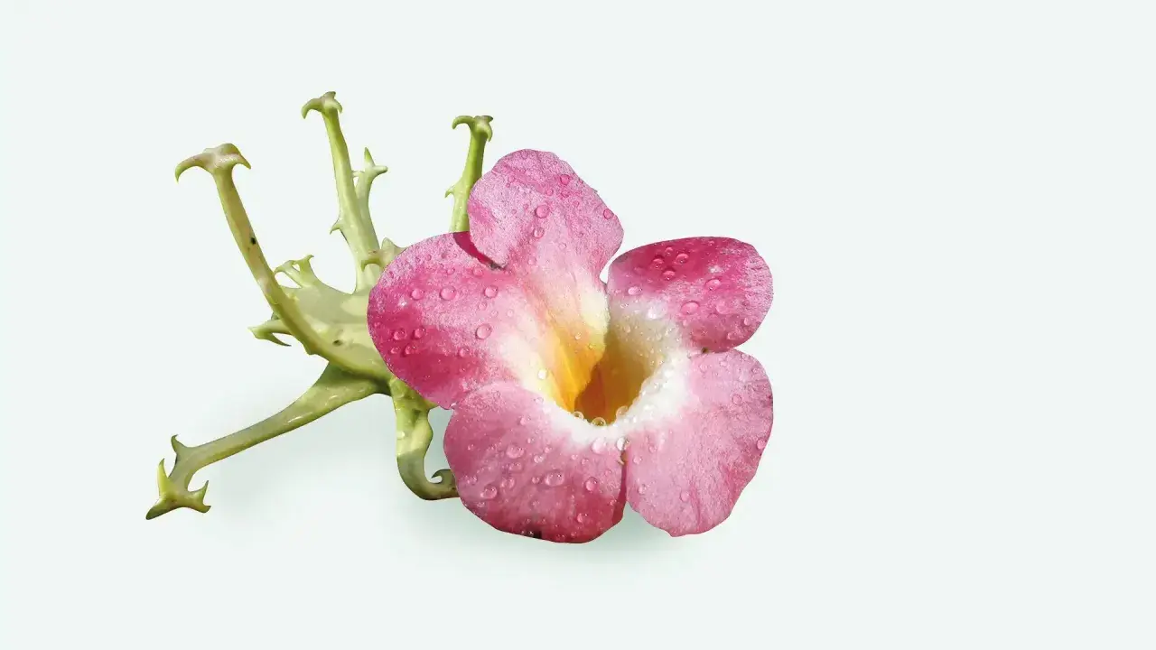Fleur rose et verte, ornée de gouttes d'eau, évoquant une plante anti-inflammatoire pour les articulations.