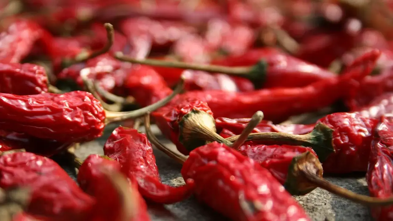 Viele rote Chilis liegen zum **chili trocknen** ausgebreitet. Ihre runzlige Oberfläche und die grünen Stiele sind gut erkennbar.