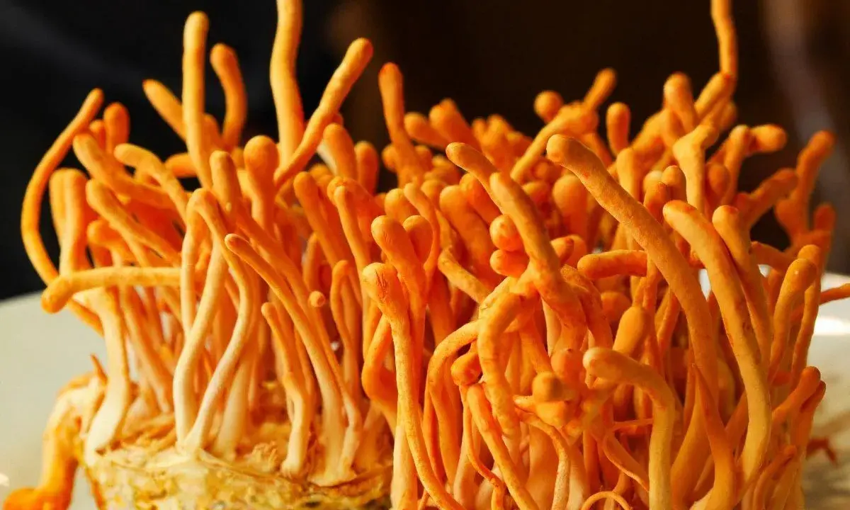 Pomarańczowe, podłużne grzyby cordyceps, znane ze swoich właściwości prozdrowotnych, wyrastają z jasnego podłoża.