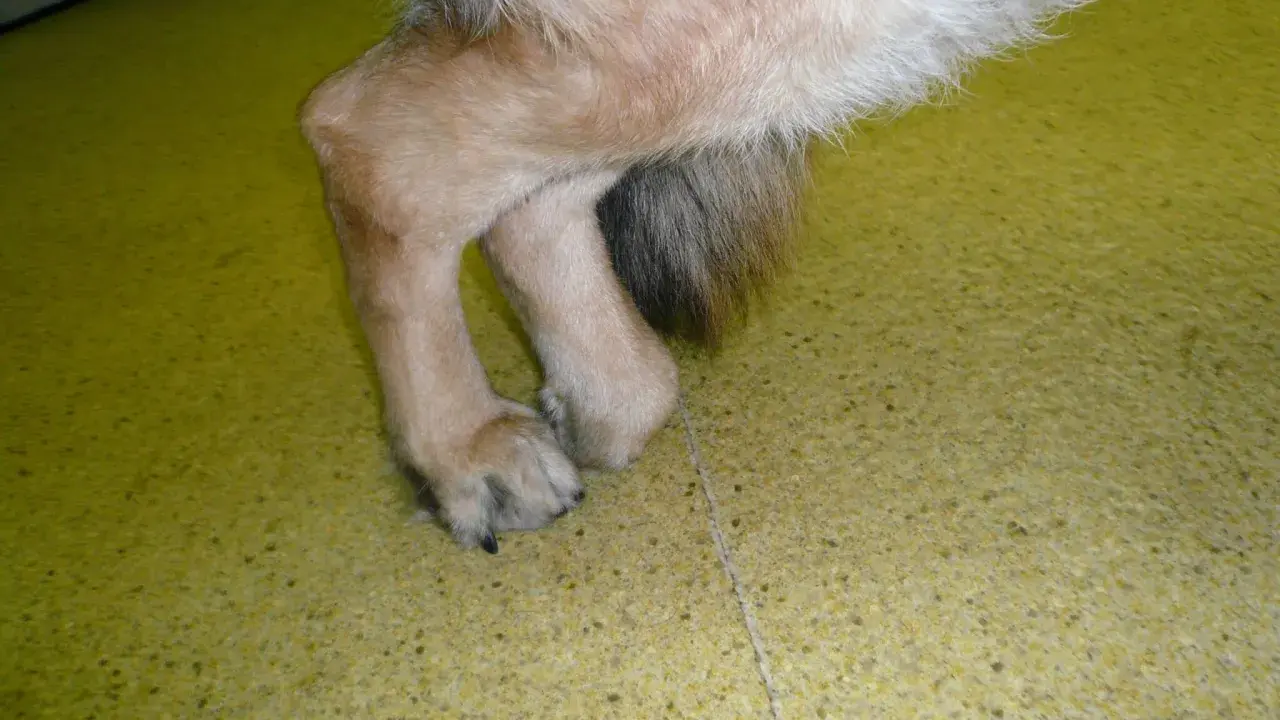 Pattes d'un chien atteint de myélopathie dégénérative, montrant une faiblesse et une démarche anormale.