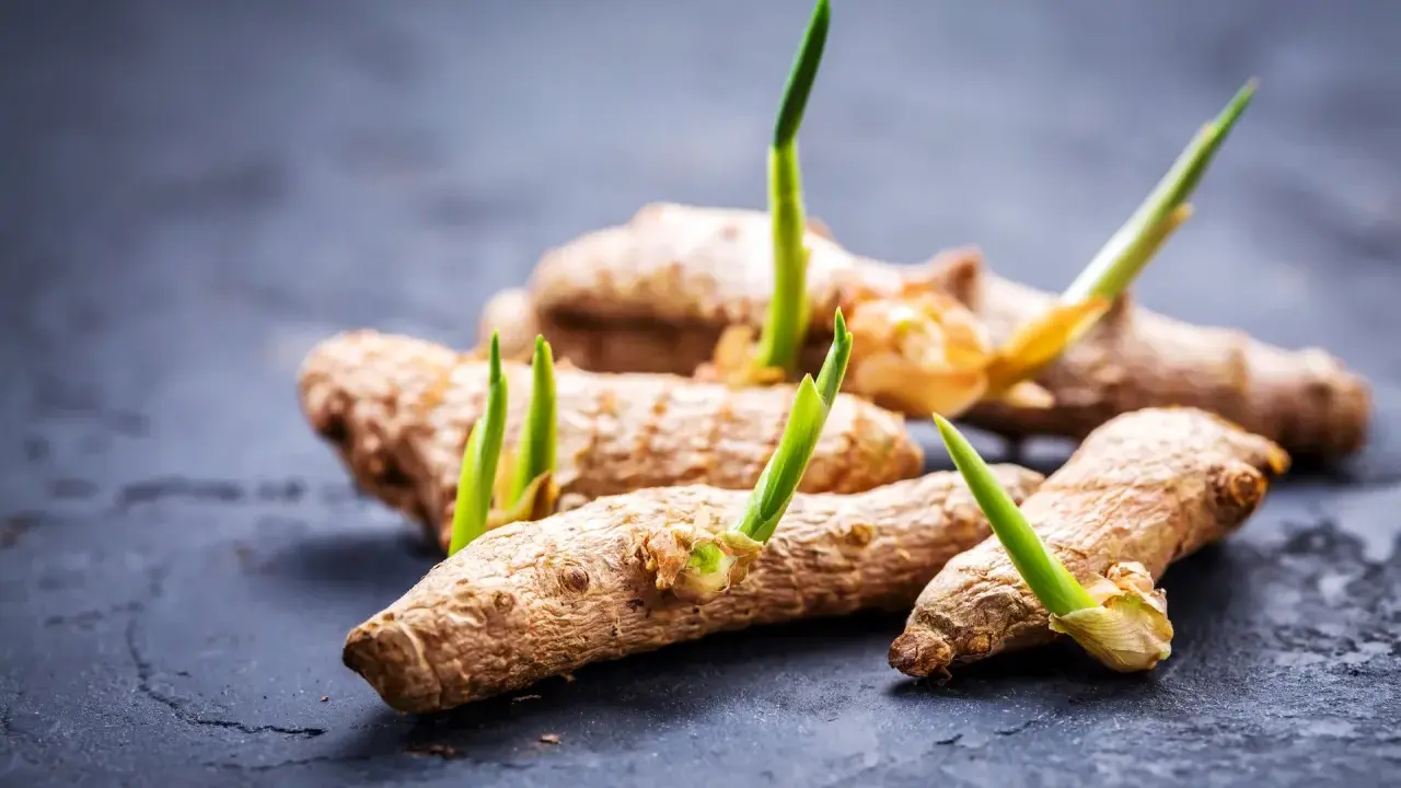 Des rhizomes de curcuma plante intérieur ou extérieur, avec de jeunes pousses vertes émergeant.